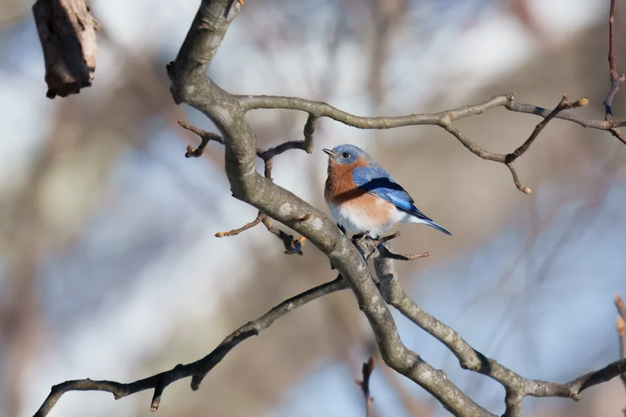 BOR - 12-15-2025 - 0281920 A small blue and orange bird perched on a bare tree branch with a blurred background.