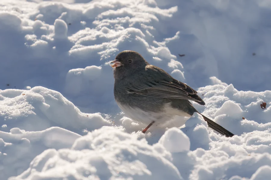 BOR - 12-15-2025 - 0301920 A small dark-eyed junco bird stands on snow-covered ground with a seed in its beak.