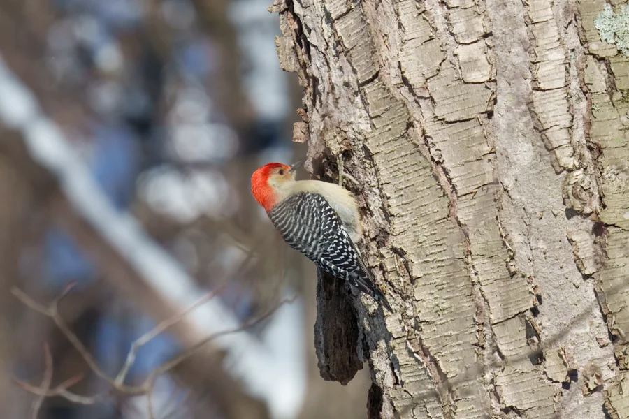 A red-bellied woodpecker clings to the trunk of a tree, with its head turned to the side and its body partially hidden in a crevice.