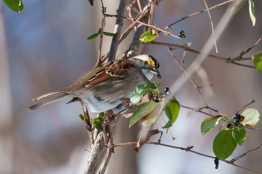 A small brown and white bird with a yellow patch on its head perches on a branch, surrounded by green leaves and dark berries.