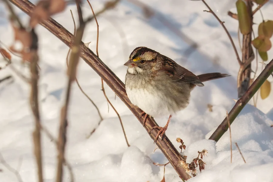 A small sparrow with a white belly and brown and yellow markings perches on a thin branch above snow-covered ground.