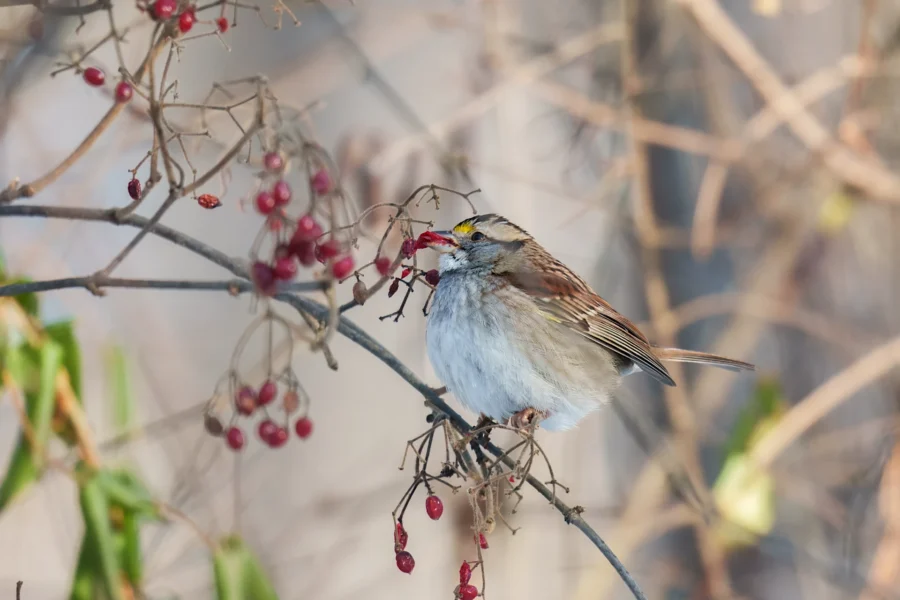 A small sparrow with a yellow streak on its head perches on a branch, eating red berries, with a blurred background of twigs and leaves.