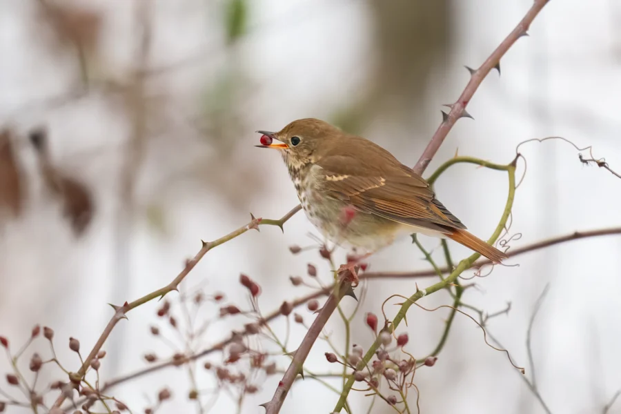 BOR - 12-17-2025 - 0011920 A brown bird with spotted underparts perches on a thorny branch, holding a red berry in its beak.