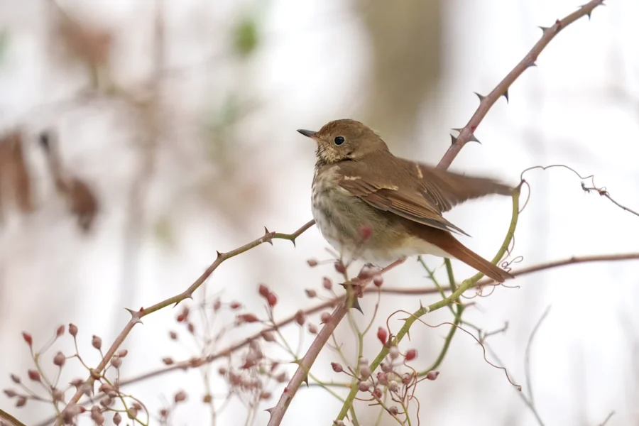 BOR - 12-17-2025 - 0041920 A small brown bird with a light belly perches on a thin, thorny branch with some red buds against a blurred, light background.