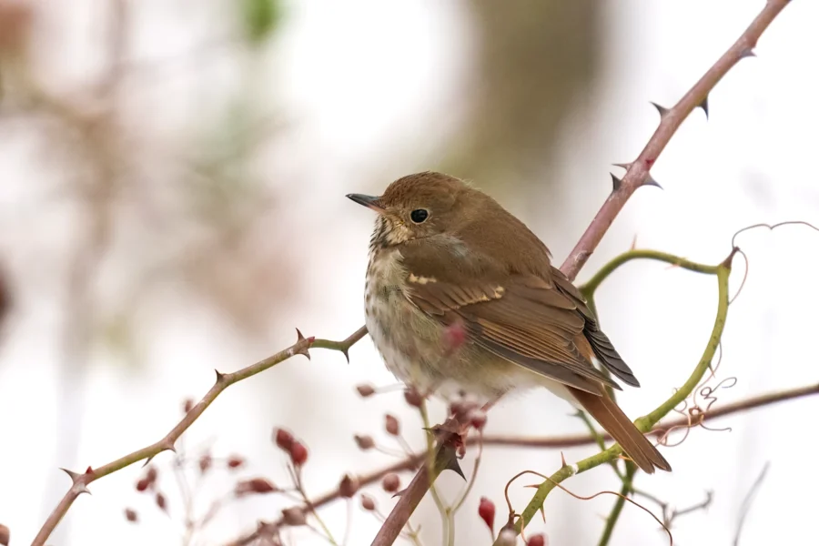 BOR - 12-17-2025 - 0051920 A small brown bird with a spotted chest perches on a thorny branch surrounded by thin twigs and blurred foliage in the background.