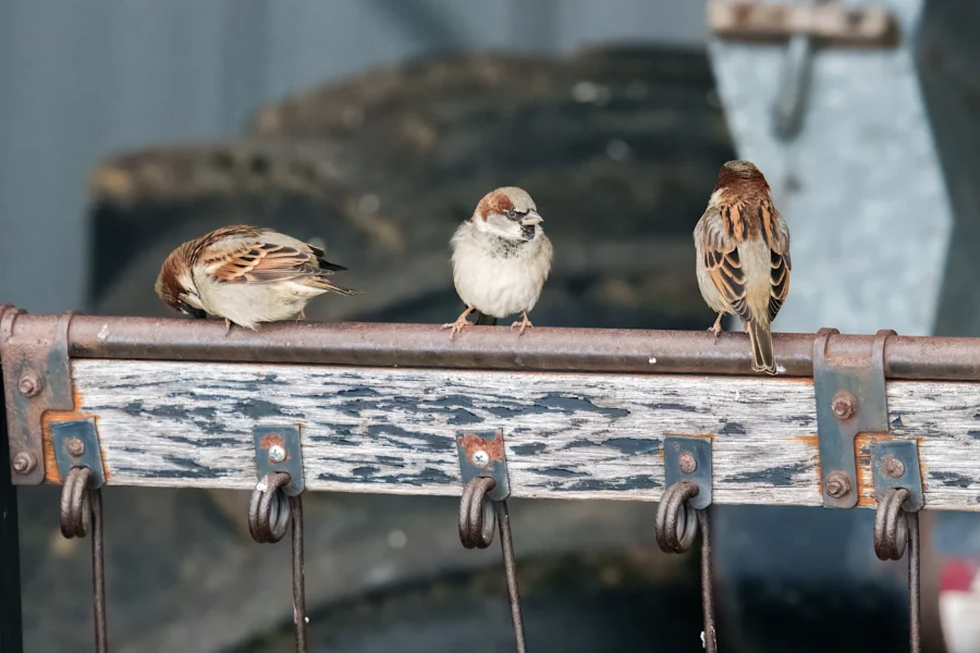 Three sparrows perch on a weathered metal rail with hooks, with two facing away and one looking forward.