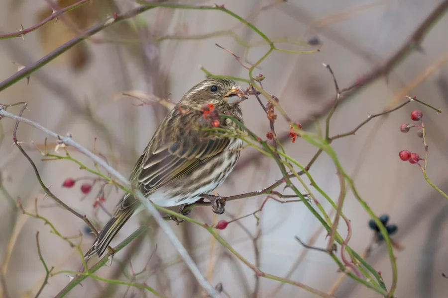 BOR - 12-17-2025 - 0101920 A small brown bird perches on a branch, eating red berries among thin, leafless twigs.