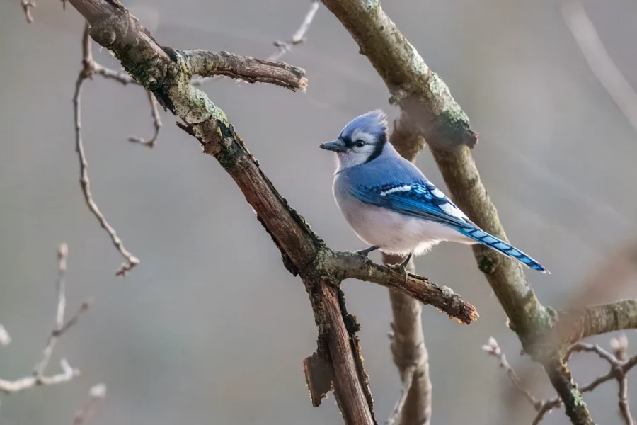 BOR - 12-25-2025 - 0011920 A blue jay with white and blue plumage is perched on a bare tree branch against a blurred gray background.