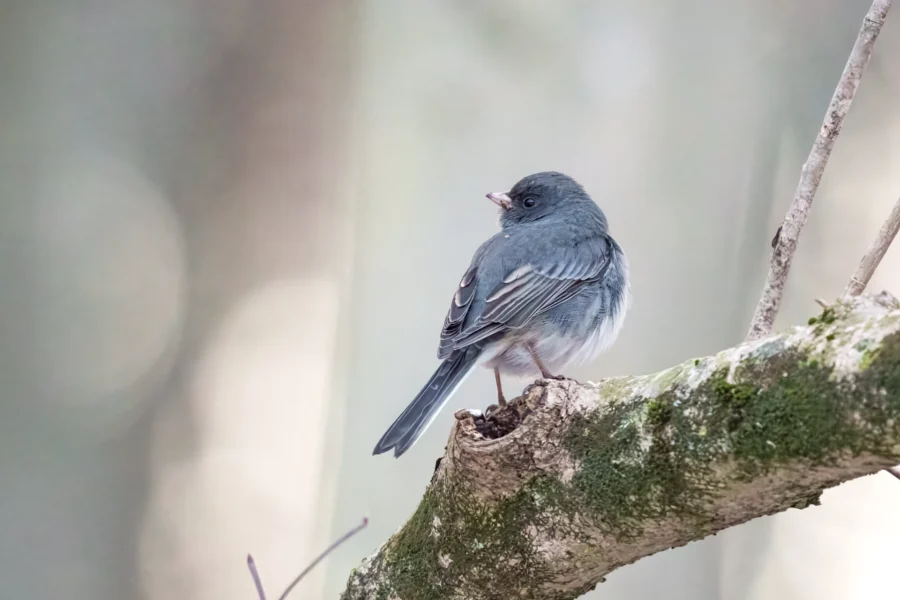 BOR - 12-25-2025 - 0041920 A small, dark gray and white bird is perched on a mossy tree branch with a blurred, light-colored background.