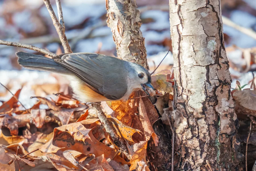 BOR - 12-25-2025 - 0051920 A small bird with gray and orange feathers pecks at fallen leaves on the ground beside a tree trunk.