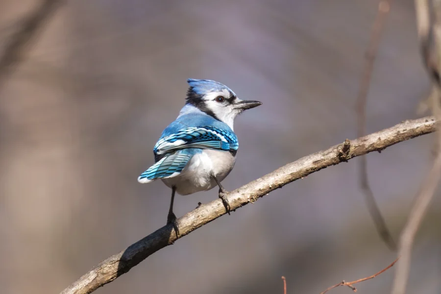 BOR - 12-25-2025 - 0071920 A blue jay with blue and white feathers is perched on a tree branch against a blurred, neutral background.