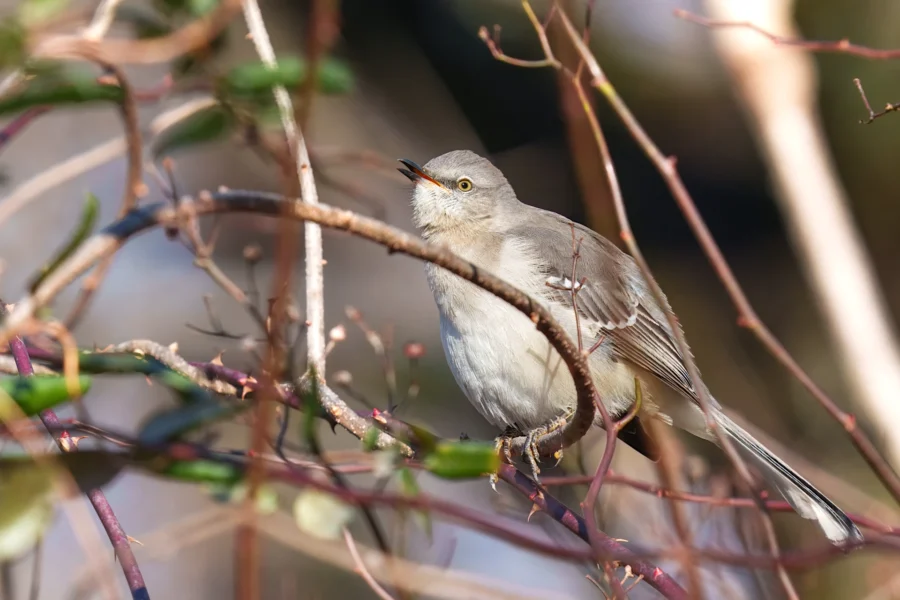 BOR - 12-25-2025 - 0111920 A gray bird perches on a thin branch amid a tangle of brown and green stems, with its beak open as if singing.