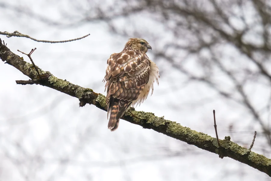BOR - 12-25-2025 - 0171920 A hawk with brown and white feathers is perched on a mossy tree branch, facing away. Bare branches and a cloudy sky are visible in the background.