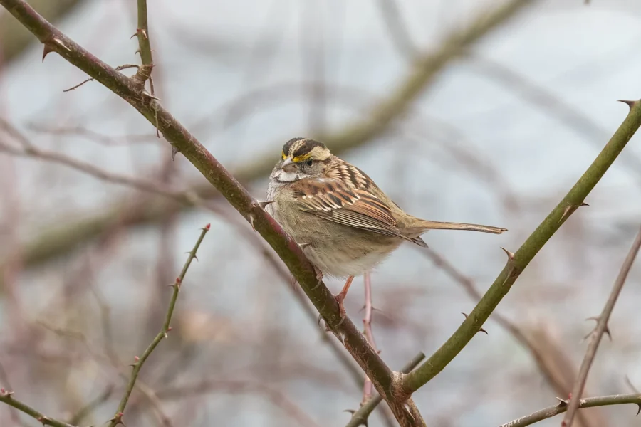 A small sparrow with brown and white plumage and a yellow patch above its eye perches on a thorny branch against a blurred background.