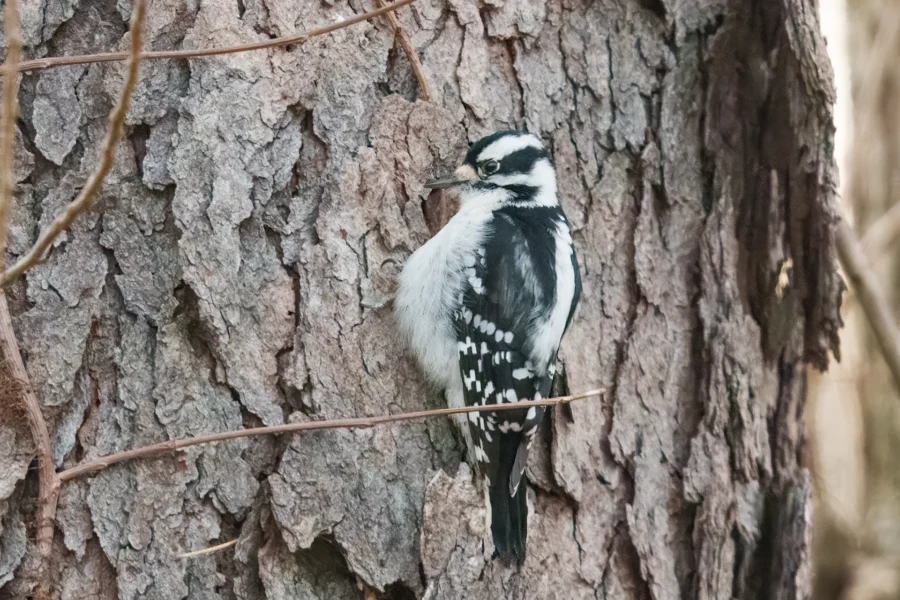 A black and white woodpecker clings to the rough bark of a tree trunk in a natural outdoor setting.