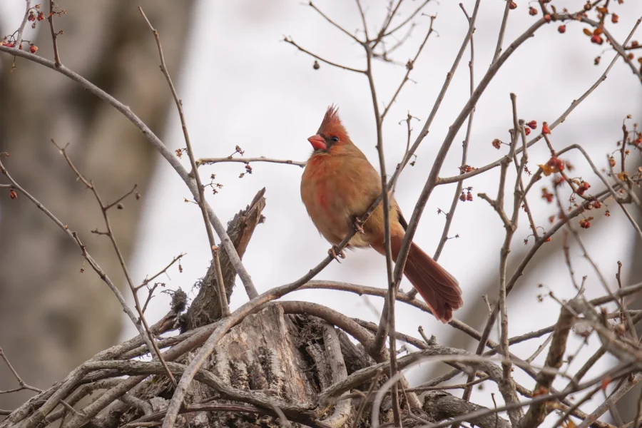 BOR - 12-26-2025 - 0041920 A female northern cardinal perches on a tree branch surrounded by twigs and dried berries, with a blurred snowy background.