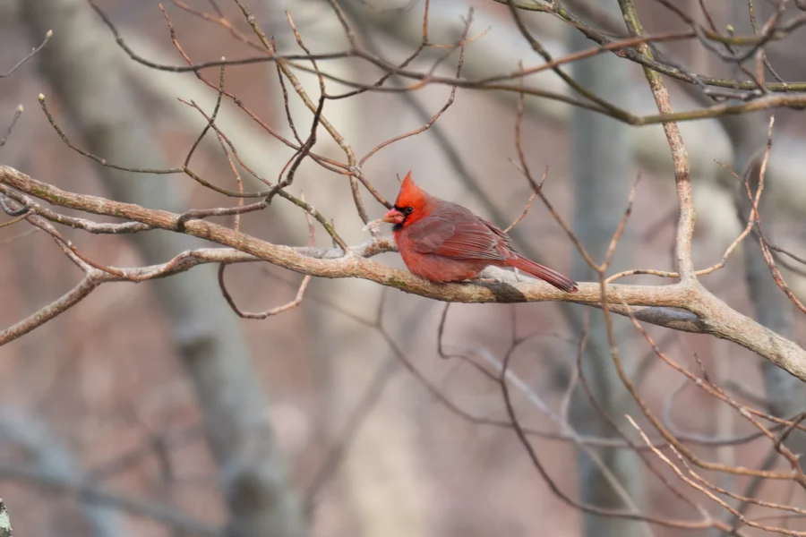 BOR - 12-26-2025 - 0081920 A northern cardinal with bright red plumage perches on a leafless tree branch, surrounded by a background of bare trees.