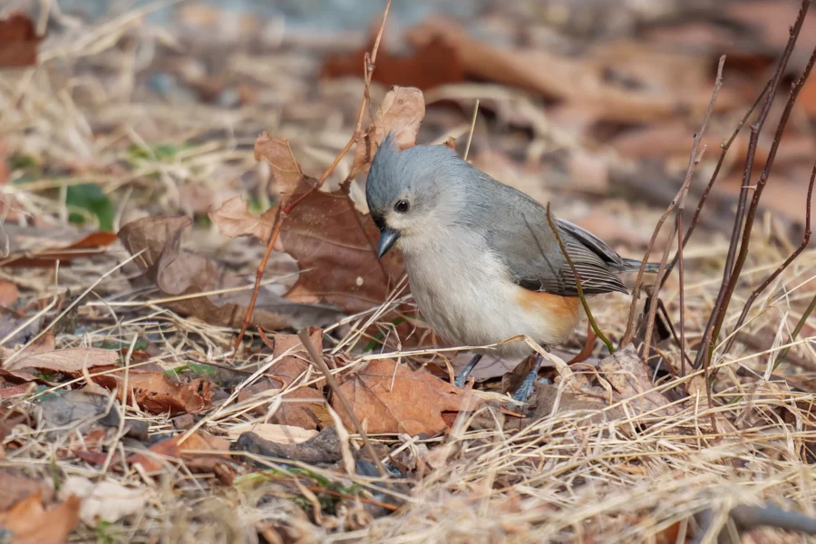 BOR - 12-26-2025 - 0091920 A small gray and white bird with a tufted head stands on the ground among dry grass and brown fallen leaves.