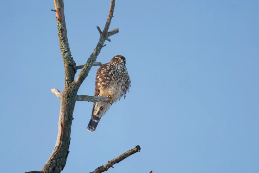 BOR - 12-28-2025 - 0011920 A brown and white hawk is perched on a bare tree branch against a clear blue sky.