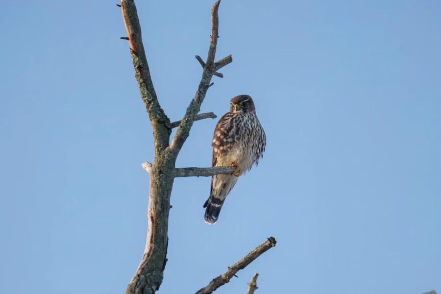 BOR - 12-28-2025 - 0031920 A bird of prey is perched on a bare, leafless branch against a clear blue sky.