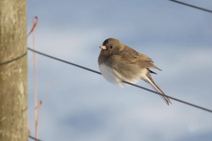BOR - 12-28-2025 - 0061920 A small bird with brown and white feathers perches on a wire fence against a blurred blue and white background.