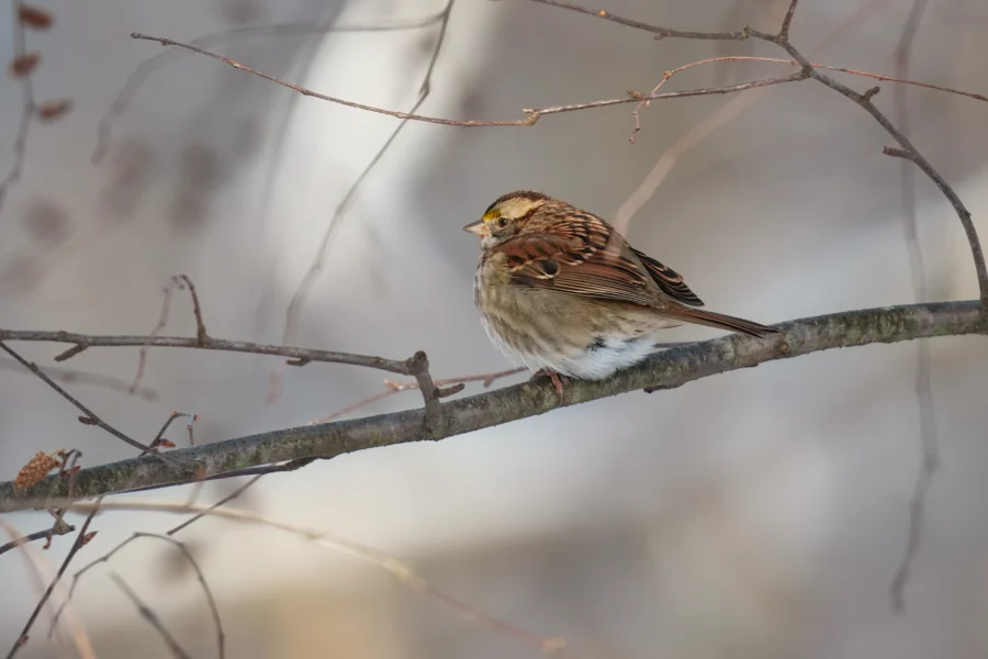 A small brown and white bird perches on a bare tree branch against a blurred, neutral background.