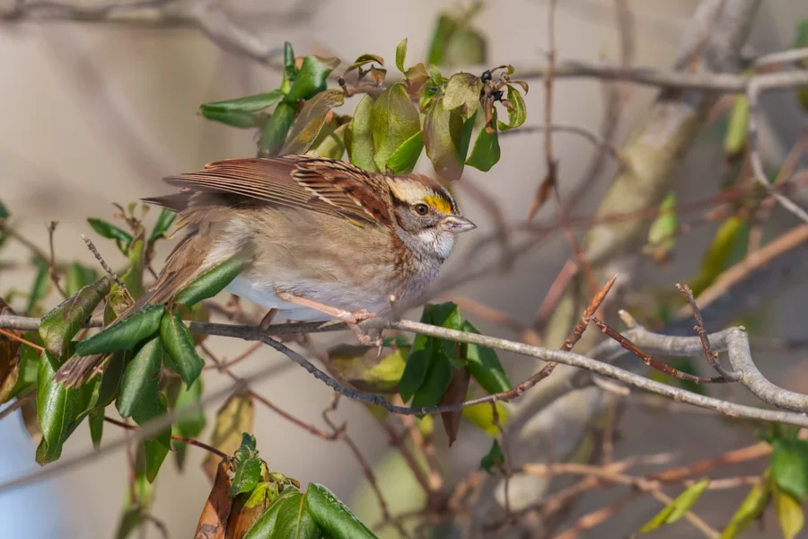 A small brown and white bird with a yellow streak above its eye perches on a branch among green leaves.