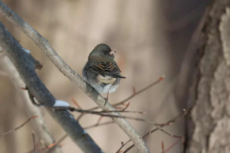 BOR - 12-28-2025 - 0091920 A small bird with brown and white feathers perches on a bare tree branch in natural light, surrounded by branches and a blurred background.