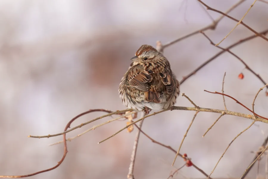 A small brown and white bird perches on a thin, leafless branch with a blurred, wintry background.