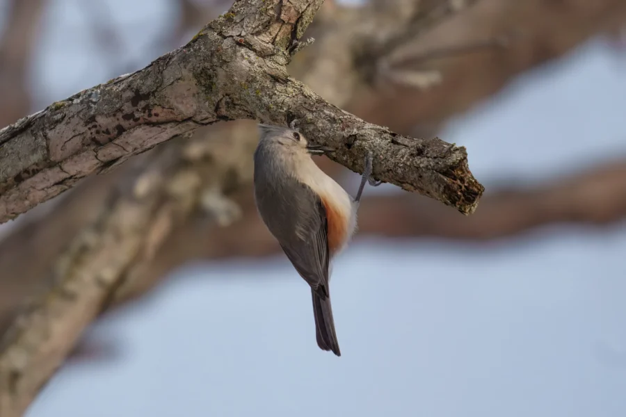BOR - 12-28-2025 - 0111920 A small bird with gray and orange feathers clings upside down to a tree branch against a blurred background.