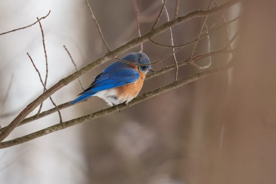 BOR - 12-28-2025 - 0121920 A bluebird with orange and white underparts is perched on a bare tree branch, surrounded by thin branches and a blurred background.