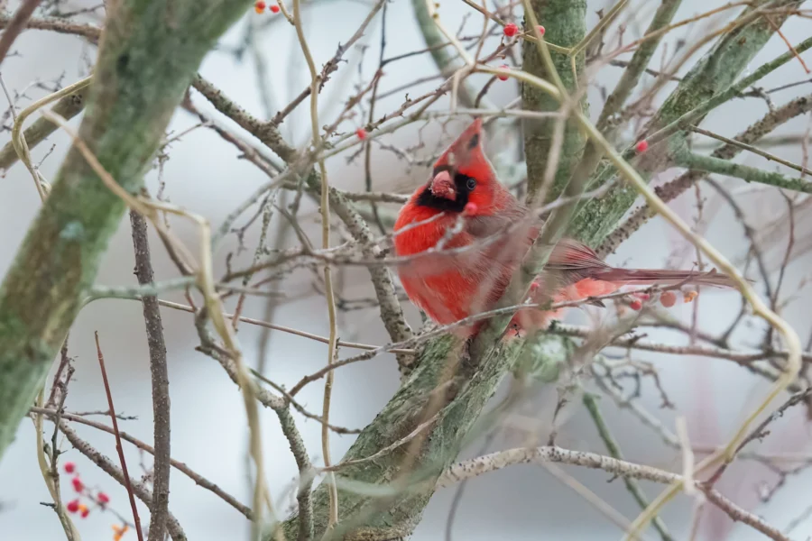 A bright red cardinal is perched on a tree branch surrounded by leafless twigs and a few red berries in a winter landscape.