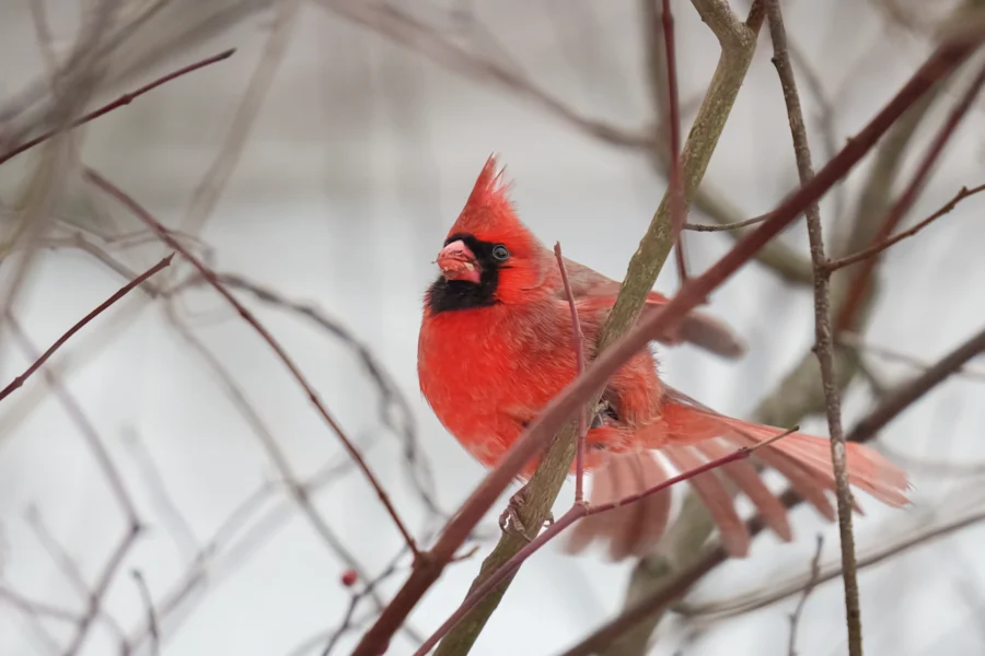 A bright red northern cardinal perches on a branch among thin, leafless twigs with a blurred, snowy background.