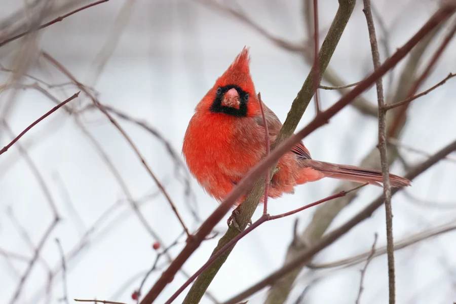 BOR - 12-31-2025 - 0071920 A bright red cardinal perched on a bare branch, surrounded by thin twigs, with a snowy background.