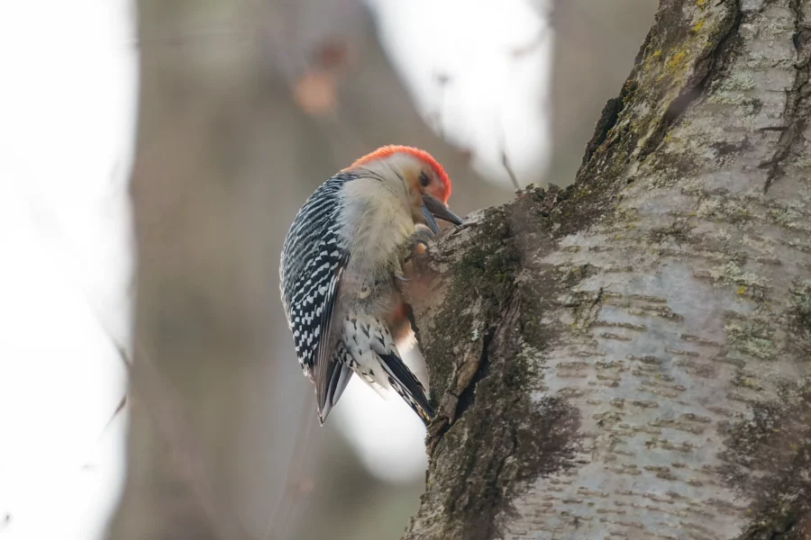 A woodpecker with a red head and black-and-white wings pecks at the trunk of a tree.