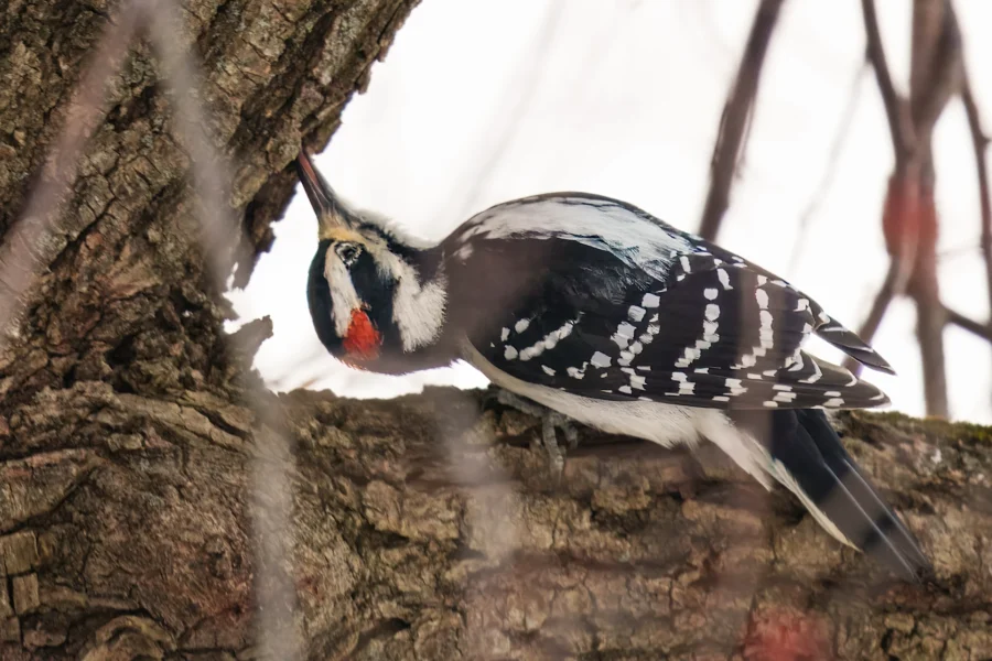 A black-and-white woodpecker with a red patch on its head pecks into the bark of a tree, surrounded by bare branches.