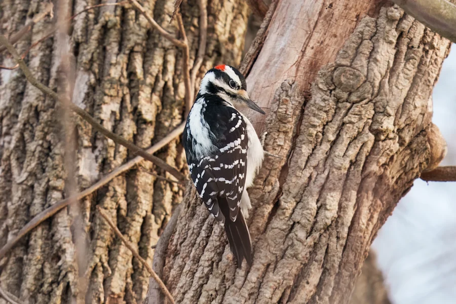A black-and-white woodpecker with a red spot on its head clings to the bark of a tree.