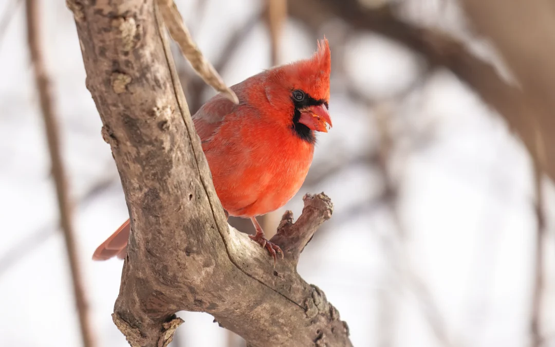 Frequently Asked Questions About The Northern Cardinal