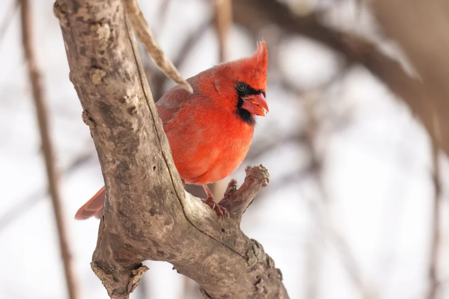 BOR - 12-31-2025 - 0171920 A bright red cardinal with a black mask perches on a tree branch against a blurred background of bare branches.
