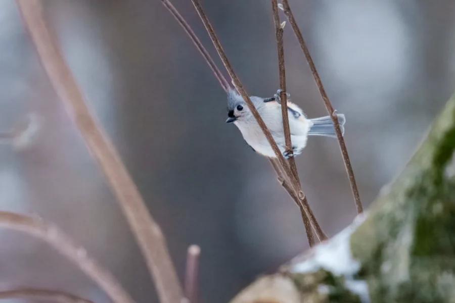 BOR - 01-02-2026 - 0011920 A small bird with gray and white plumage perches on a thin branch among bare twigs, with a blurred background of winter colors.