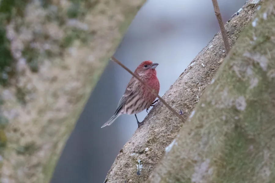 BOR - 01-02-2026 - 0051920 A small bird with reddish coloring on its head and chest perches on a tree branch, with blurred branches in the foreground.
