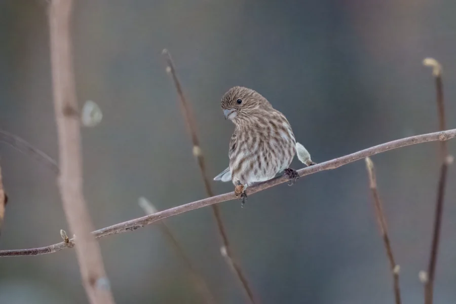BOR - 01-02-2026 - 0091920 A small brown and white striped bird perches on a thin, bare branch against a blurred background.