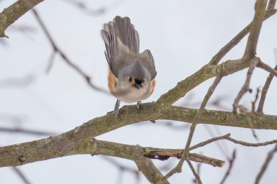 BOR - 01-02-2026 - 0141920 A small bird with gray and orange feathers stands on a tree branch, facing forward, with its tail raised. The background is blurred and wintry.