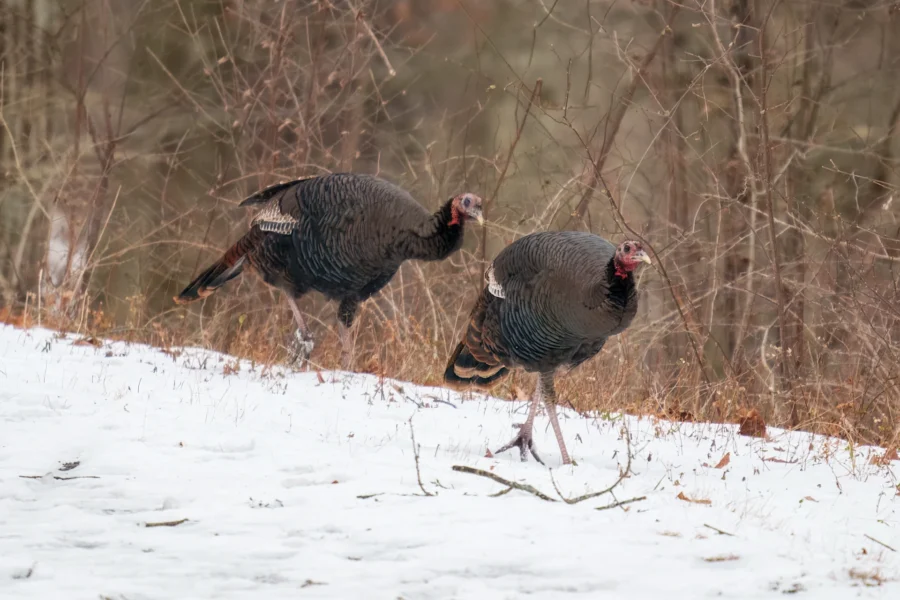 BOR - 01-05-2026 - 0021920 Two wild turkeys walk on a snowy, leaf-strewn ground with bare shrubs and trees in the background.
