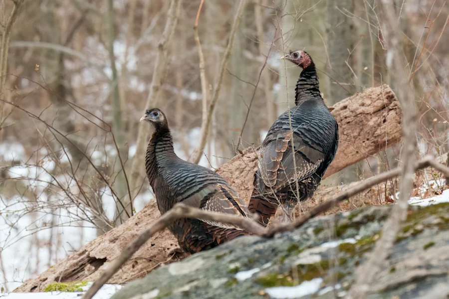 BOR - 01-05-2026 - 0051920 Two wild turkeys stand on a snow-dusted forest floor amid fallen branches and trees.