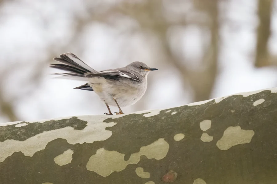 BOR - 01-08-2026 - 0011920 A gray and white bird with a long tail stands on a mottled tree branch, with a blurred background of bare trees.