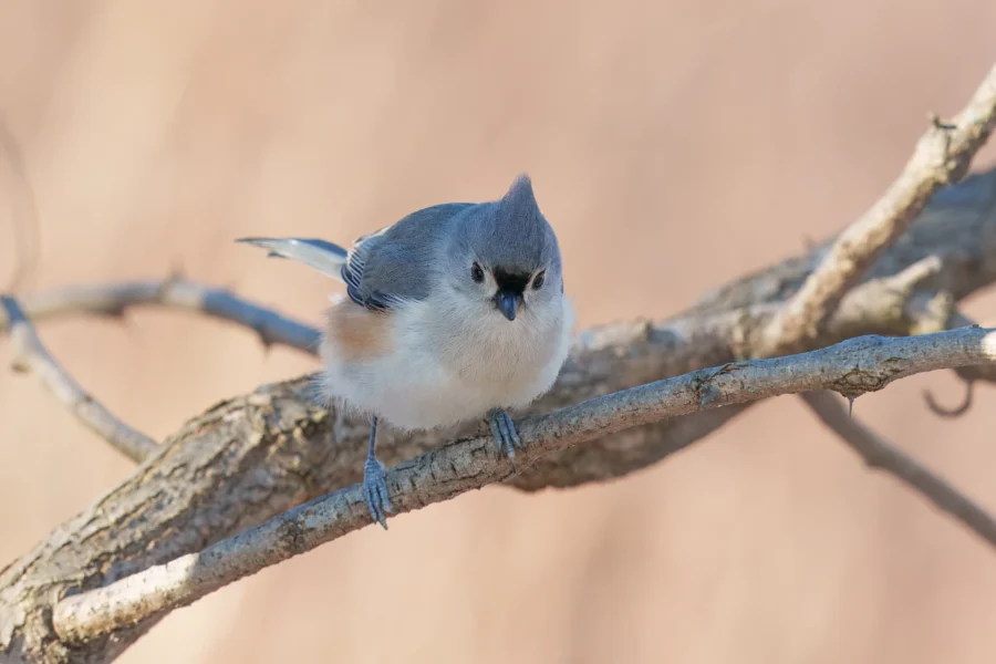 BOR - 01-08-2026 - 0071920 A small tufted bird with gray and white feathers perches on a bare branch against a blurred beige background.