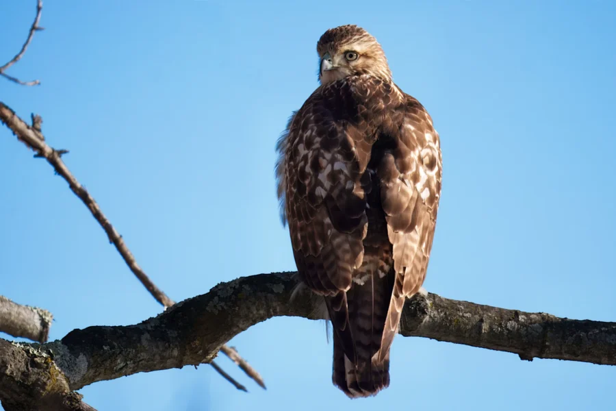 BOR - 01-08-2026 - 0091920 A brown hawk with mottled feathers is perched on a tree branch against a clear blue sky.