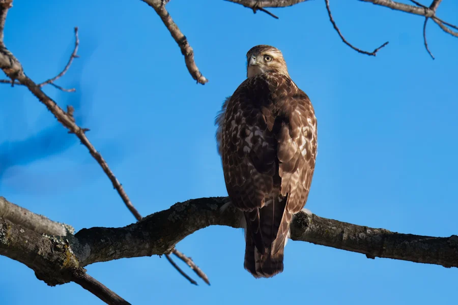 BOR - 01-08-2026 - 0121920 A brown hawk with spotted feathers perches on a bare tree branch against a clear blue sky.