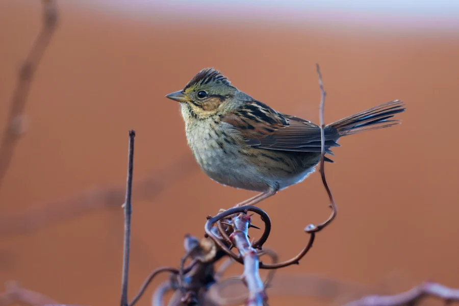 A small brown and beige bird with striped markings perches on a twisted branch against a blurred brown background.